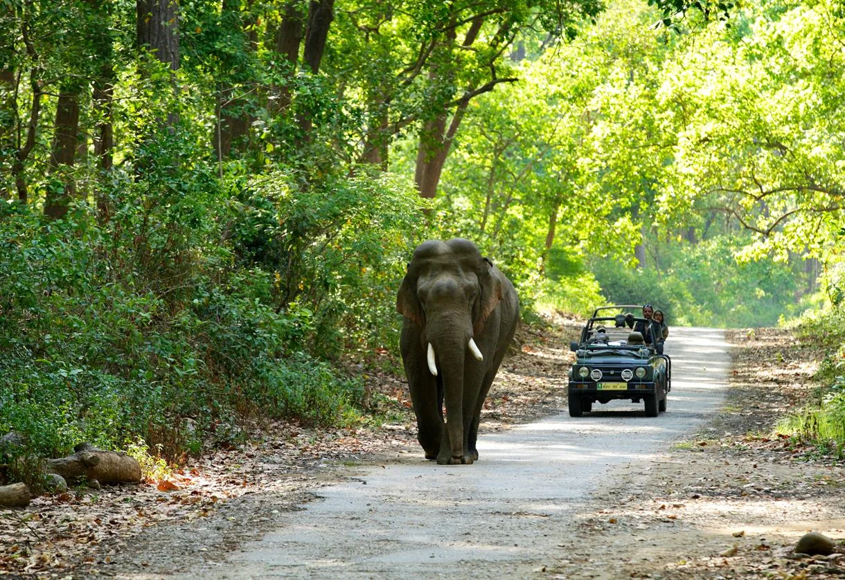 Jungle Safari Tours